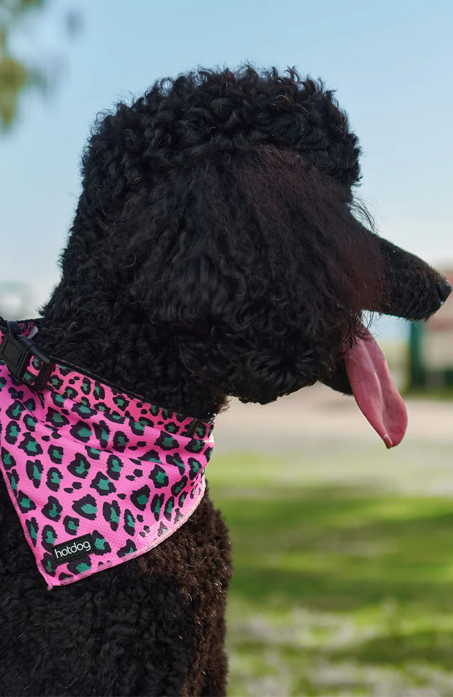 Dog Bandana - Pink Ocelot