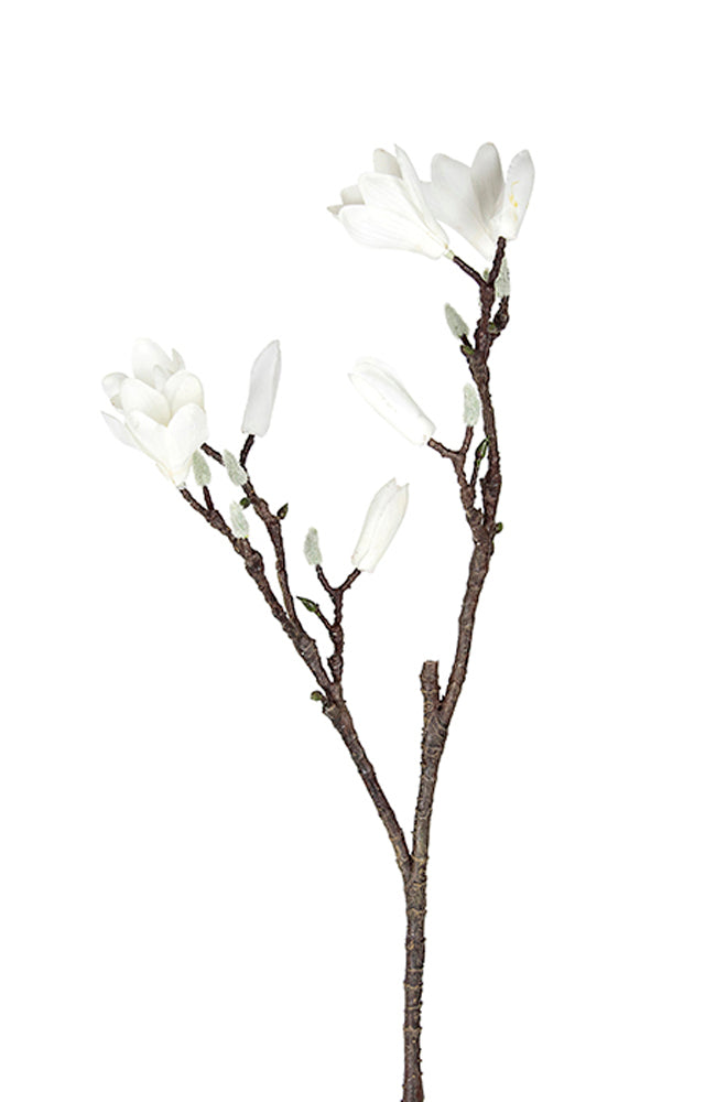 Magnolia Stem White